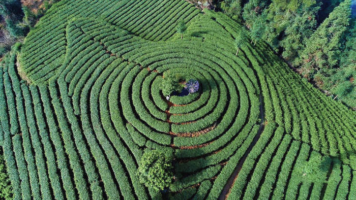 有关于“保靖黄金茶国家地理标志产品保护示范区” 入选“2021年国家地理标志产品保护示范区筹建名单”的热门资讯(7)