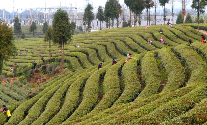 有关于茶园剪影 又是一年采茶季 春色满园盼君来的最新资讯(6)