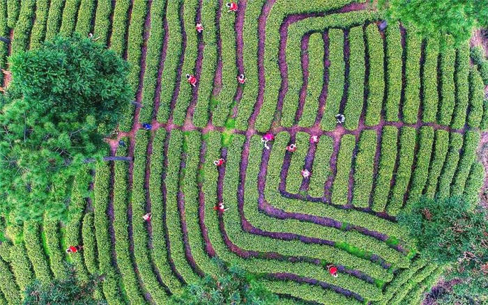 关于“袋泡茶成为新宠”“大健康时代有机茶新趋势”“茶旅融合发展机遇”的最新消息(4)