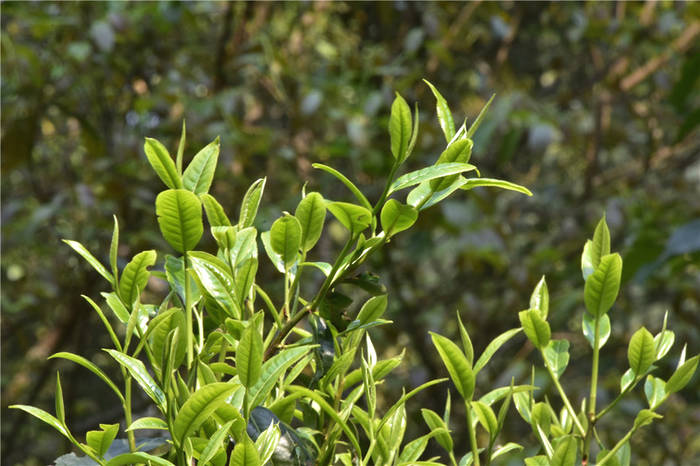 关于一周速读：云茶文化热、绿色云茶如何良性发展、“中茶杯”茶王出炉的信息(4)