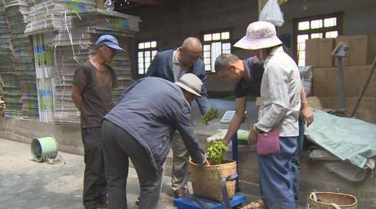 关于云南昌宁:第一批春茶上市 茶价上涨茶农乐的热门新闻(1)