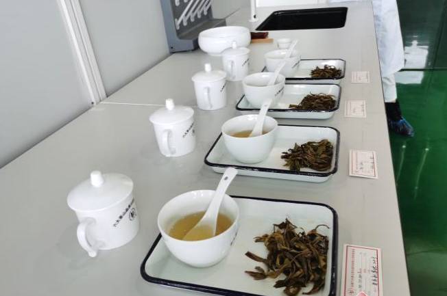 关于茶评检溯源中心走进勐海这个茶园开展服务的最新信息(1)