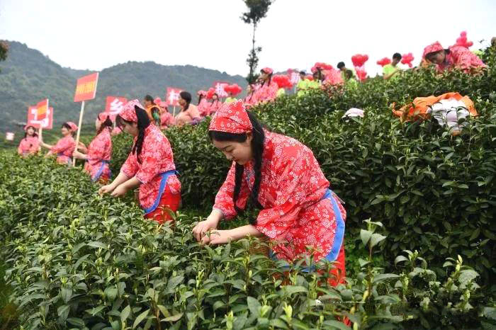 有关于四川大竹上演传统民俗“喊山开茶”(组图)的热门资讯(1)