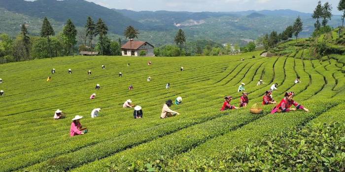 关于唱响“云上五峰 从“茶产业大县”  向“茶产业强县”  稳步迈进的热门资讯