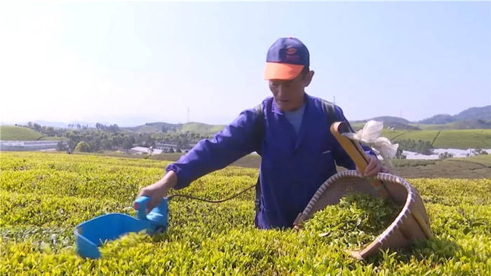 关于浙江武义：2万亩春茶受冻 茶农积极开展自救的热门信息(1)