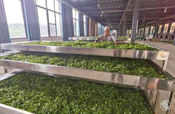 有关于云南各地春茶开采 一片茶叶成就一个绿色产业的最新信息(13)