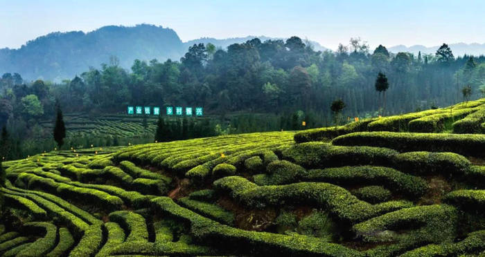 关于“中国彝茶之乡”称号为何花落四川省马边县？的消息(1)