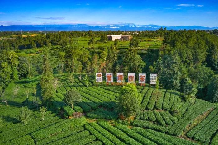 有关于连续五年入围“中国茶叶区域公用品牌价值十强”，蒙顶山茶品牌价值超过40亿元的热门消息(1)