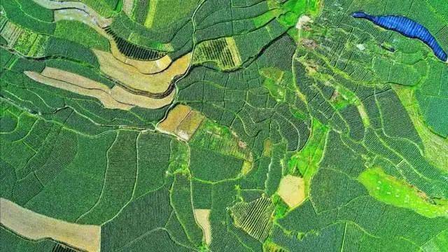 有关于湄潭全国第一！遵义四地入列中国茶业百强县！的热门资讯