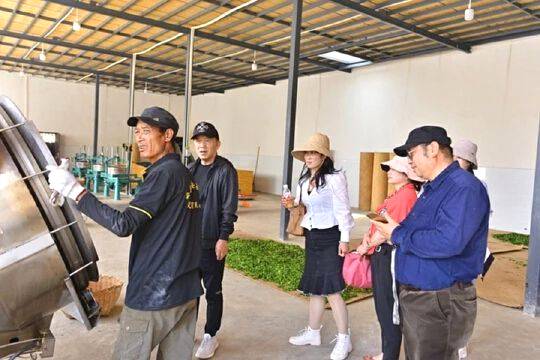 关于国内茶叶专家到云县漫湾镇白莺山古茶园进行科学考察的热门信息(11)