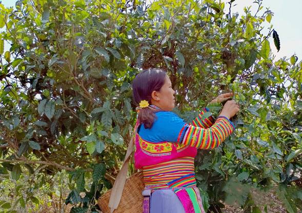 有关于云南镇康南伞镇春茶大量上市 带动茶农增收致富的最新资讯(2)