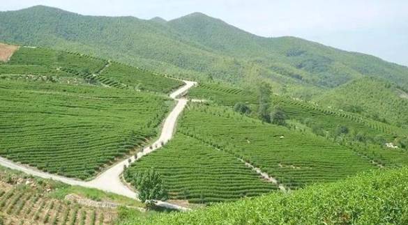 有关于溧阳:春茶量减价增,总体效益稳中有升!的信息