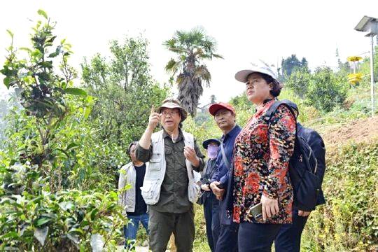 关于国内茶叶专家到云县漫湾镇白莺山古茶园进行科学考察的热门信息(6)