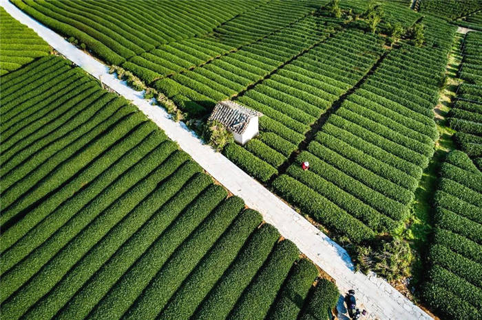 有关于第十四届茶商大会即将开幕 首次线上线下共同举办的最新资讯(10)