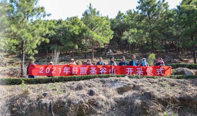 有关于日照春茶开采！今年产量怎样？啥时候上市？的信息(1)