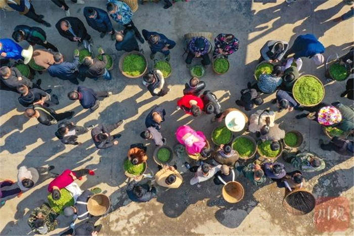 有关于春日观“茶”室｜部分地区干茶价格涨势低于鲜叶的热门新闻