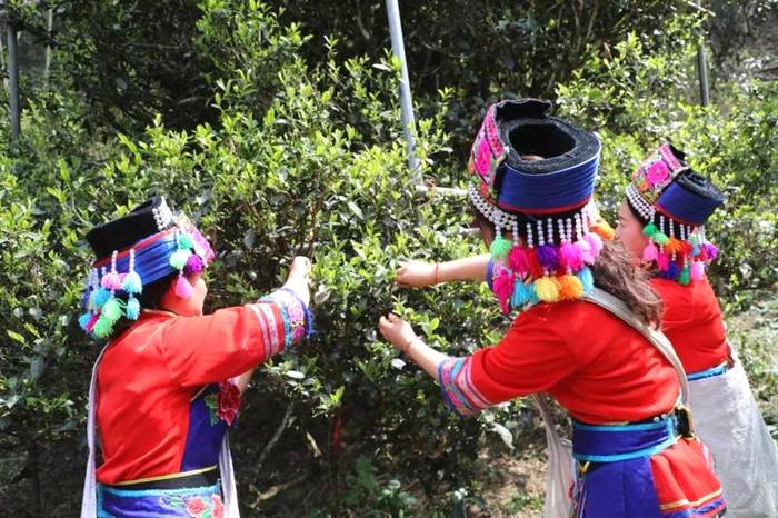 关于2021普洱五棵桩古茶园举行祭茶祖暨春茶开采仪式的信息(17)