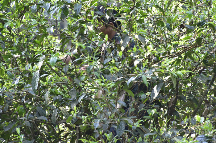 有关于一周速读：2021普洱茶市场、制假茶叶冒充、专访茶叶专家刘仲华院士的最新消息