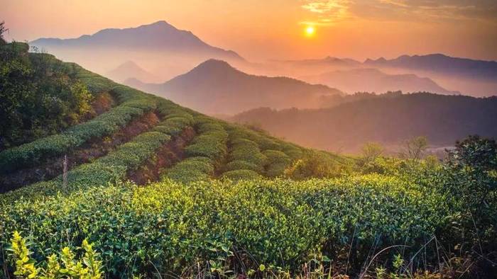 有关于有机茶有多难?来盘盘2021年有效期内的有机茶认证名录的消息