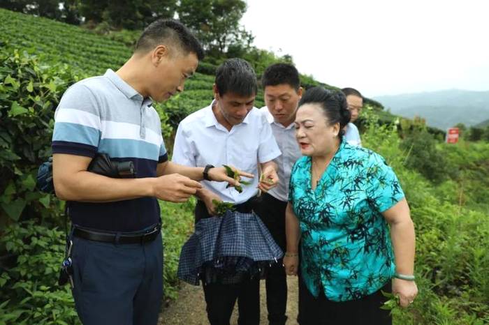 关于让“茶科技”直达田间地头，助力福鼎白茶生态茶园建设的热门消息(4)