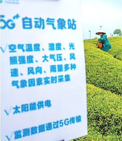 关于浙江省首个5G+智慧茶园 提升茶叶质量与茶园工作效率的最新信息(1)