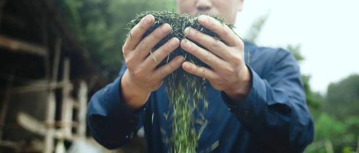 有关于贵州大学：科技助力构建贵州干净茶的绿色防控网的最新信息(2)