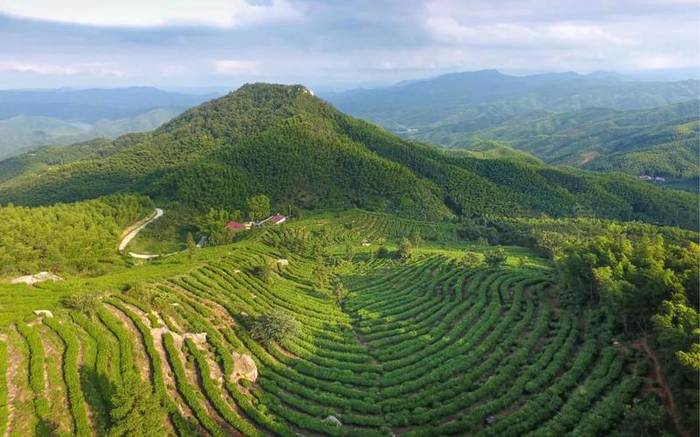 关于霍山县：一茶一产业 霍山黄芽地理标志 保护工程显成效的最新信息(3)