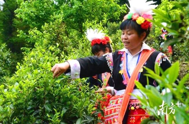 有关于连南马头冲村开采2021年清明高山千年古树茶的消息(6)