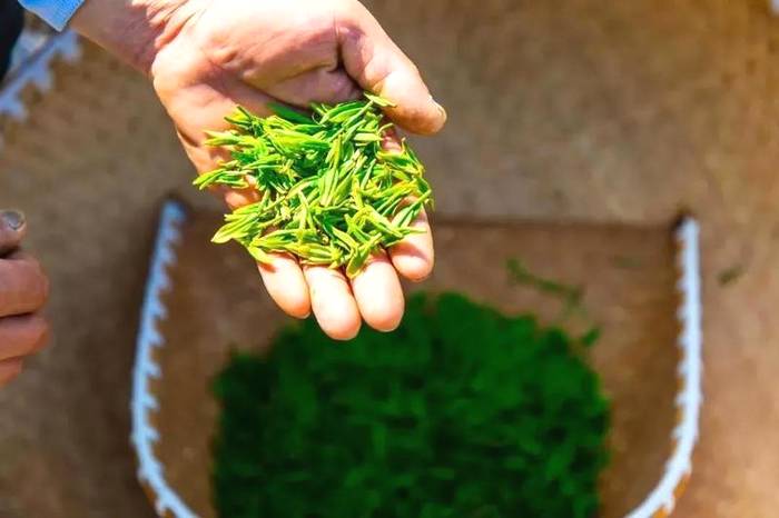 有关于“我国绿色有机产品将达6万”“贵州100强品牌公布”“广州茶博会闭幕”“安徽茶长制”的新闻(4)