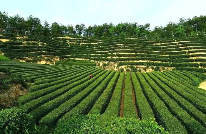 关于绿了群山 富了乡亲 看陕南茶山变“金山”的最新信息(1)