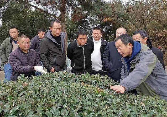 关于“冬季充电”进行时！省茶叶专班赴紫云开展冬季茶园管理技术现场培训的新闻(2)