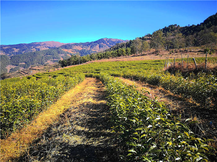 关于云南剑川县丰登村：小茶叶鼓起群众钱袋子的资讯