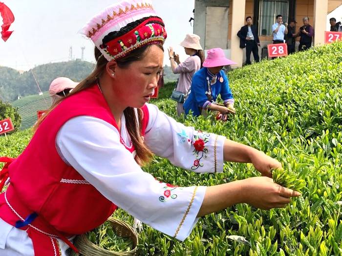 有关于2021年一季度，贵州春茶产量增收24%的热门资讯(2)