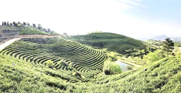 有关于茶，富了大悟老区，托起乡村振兴的希望！的热门资讯(4)