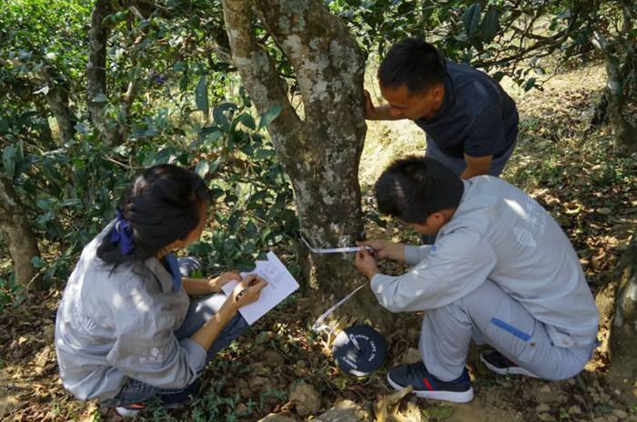 有关于乡村振兴看茶山|只要小小一杯，就能暖到心里去，这都是因为……的热门消息(3)