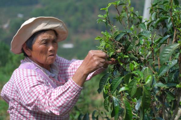 有关于普洱困鹿山：茶叶直播的新业态，为茶业发展注入了新的活力的最新信息(2)