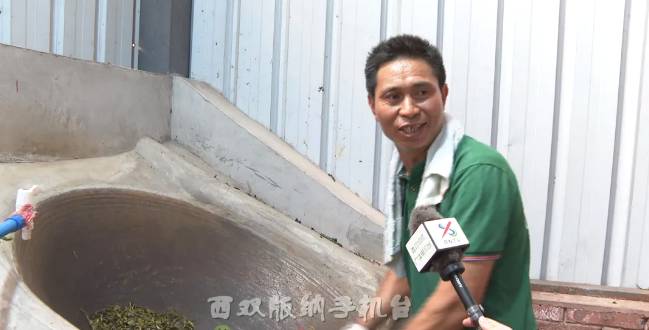 有关于倚邦茶山：春茶丰产采收忙 品质优良价格稳中有升的最新消息(8)