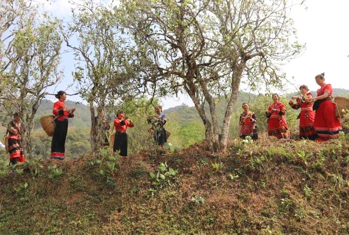 有关于镇沅：“千家寨爷号”普洱茶 “四爷”打笋山茶区开采的最新信息(2)