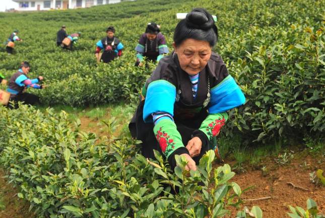 有关于采摘也要标准化-丹寨开展“双手采茶”培训的热门信息(2)