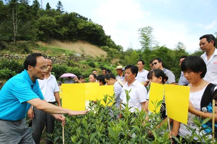 关于霍山县：一茶一产业 霍山黄芽地理标志 保护工程显成效的最新信息(4)