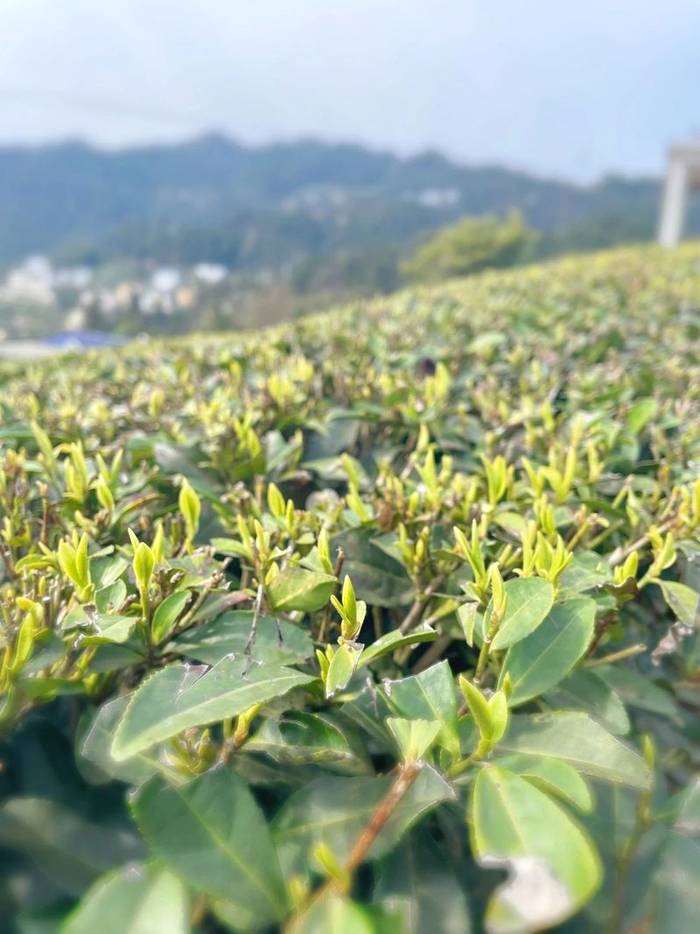 有关于新春喜报:2021恩施硒茶春茶开称啦!的最新资讯