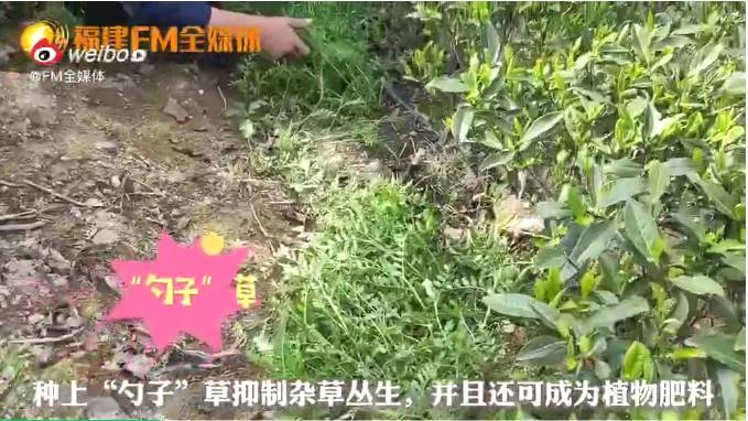 有关于福建FM全媒体记者镜头下的福鼎白茶产业的最新资讯(4)