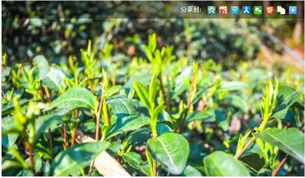 有关于领跑“早春茶”市场!昭平县举办开采仪式，迎春而来的热门资讯