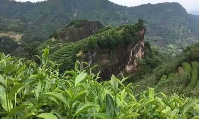 有关于从万里茶道到中欧班列 福建武夷茶再拓全球市场的信息