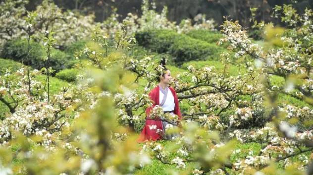 关于春茶季：重庆民众着古装踏青赏梨花采春茶的热门消息(3)
