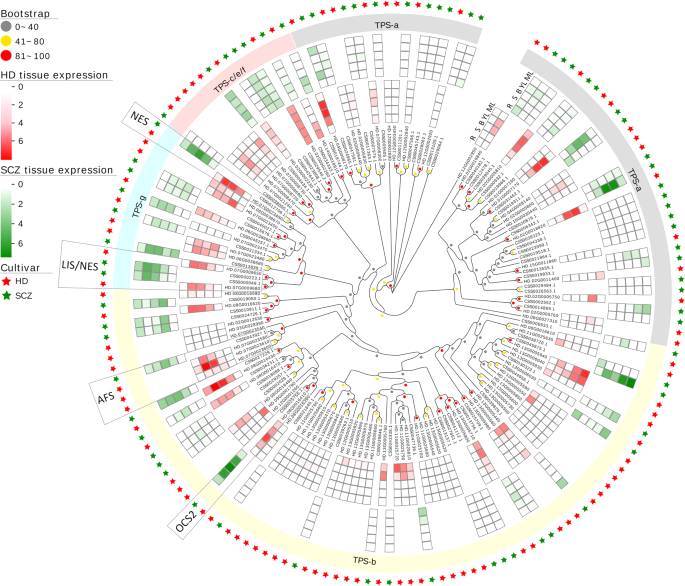 关于叶乃兴教授团队揭示高香优质乌龙茶品种‘黄旦’的单体型和二倍体参考基因组的热门消息(2)
