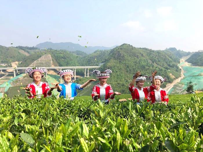 有关于2021年一季度，贵州春茶产量增收24%的热门资讯