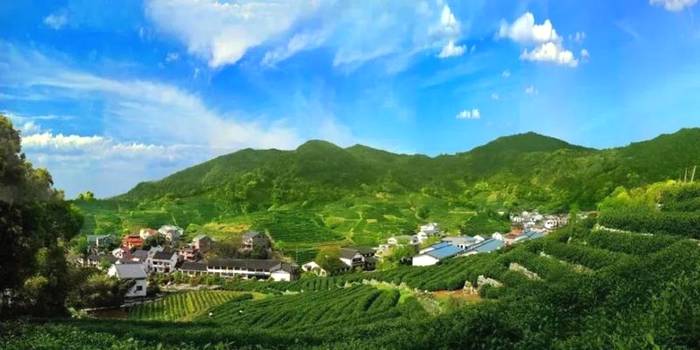 有关于除了龙井，杭州还有这些茶园的茶叶和美景让人陶醉!的热门资讯(2)