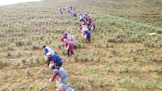 有关于沿河：“携茶”迎来采摘季 千里帮扶情义深的最新信息