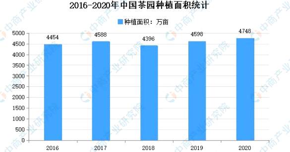 有关于2021年中国茶园种植采摘面积分析:云南采摘面积604.65万亩的最新信息